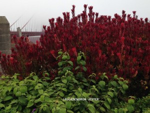 Leucadendron 'Jester' - Winter